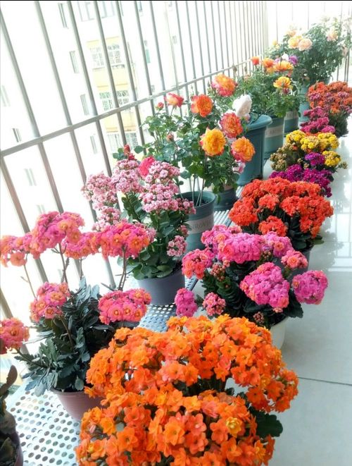 7種 漂亮花 ,冬天快扦插,生根快,好養(yǎng)活,一個(gè)多月就開花