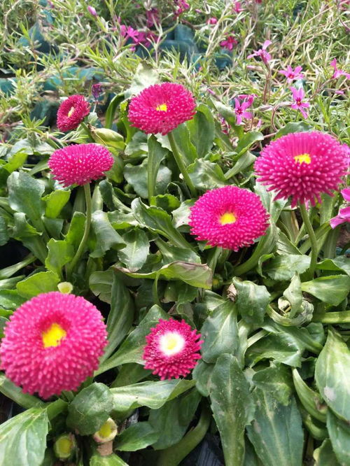 雛菊花種子價(jià)格和用量發(fā)布