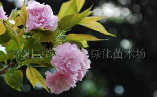 供應(yīng)花卉苗木 櫻花樹 櫻花種子 小苗_農(nóng)副產(chǎn)品