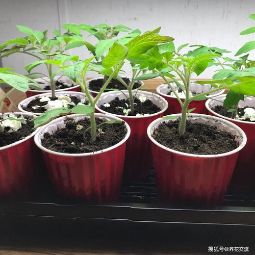 10月草本花卉播種指南,選哪些植物種子,怎么移栽幼苗易存活