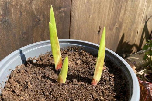 春季種下唐菖蒲種球,每年夏季可復(fù)花,容易長子球