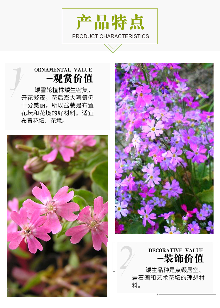 矮雪輪種子大蔓櫻花地被花壇家庭院盆栽春播花卉花種子植物種子