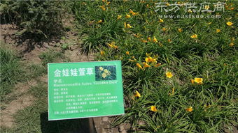 甘肅花卉種子廠家 花卉種子認(rèn)準(zhǔn)西藏春凱生態(tài)農(nóng)牧開發(fā)圖片