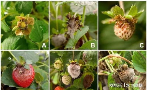 8種盆栽花卉容易感染的病蟲害,用藥的方法技巧指南,新手輕松學(xué)