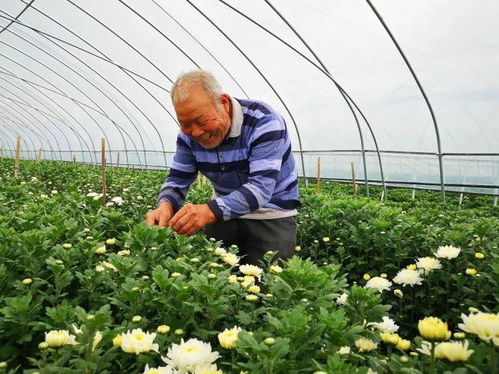 菊花怎樣栽培和管理