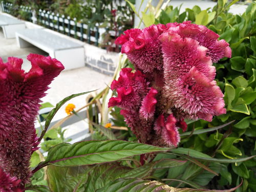 農村一種火紅的花朵,人稱 雞冠花 ,尤其適合養在庭院