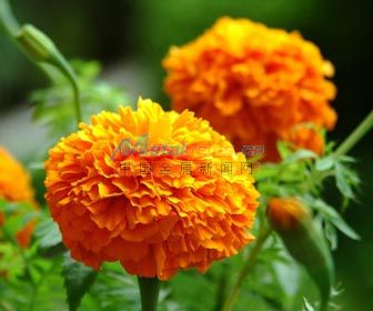 萬壽菊 青州萬壽菊基地 萬壽菊批發價格