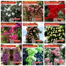【淘寶花卉】最新最全淘寶花卉 產品參考信息