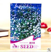 【白色滿天星種子】最新最全白色滿天星種子 產品參考信息