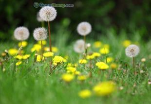 供應北京花卉種子 花種批發中心- 蒲公英早春花卉種子_農副產品_世界工廠網中國產品信息庫