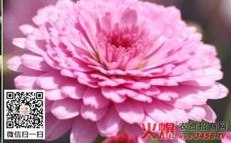花卉種子日如何采收和儲藏