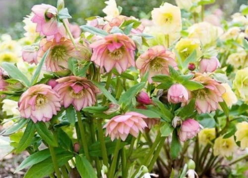 養(yǎng)花就養(yǎng)這幾款,全年開(kāi)花不停,爆盆美如花,枝頭竄滿(mǎn)花苞