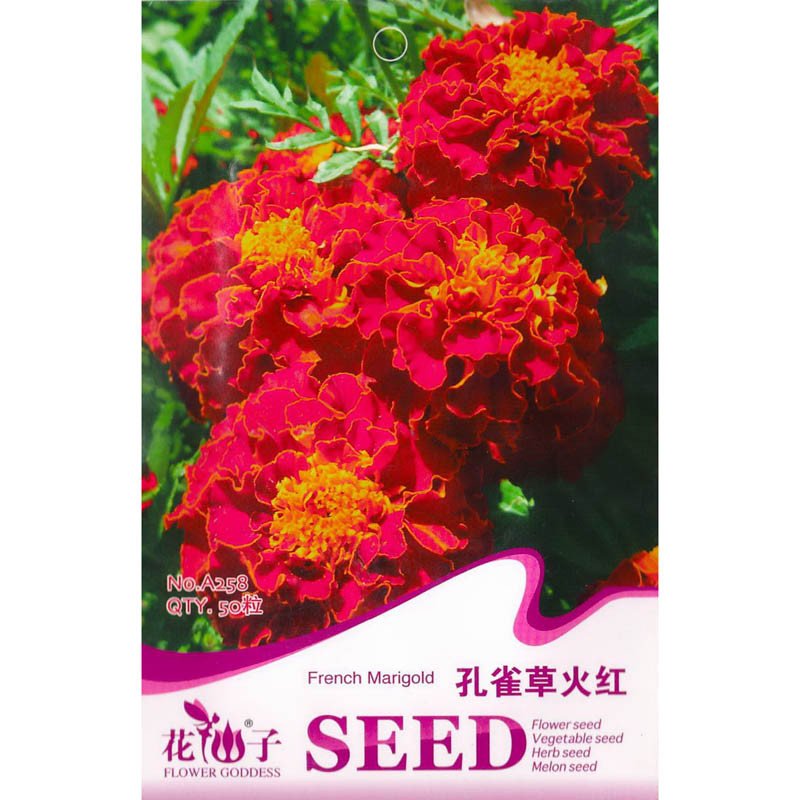 我要發(fā)芽 花卉種子 孔雀草種子 火紅重瓣 小萬(wàn)壽菊 楊梅菊 臭菊 紅黃草 60粒/包