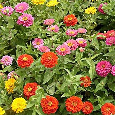 暖季型園林綠化花卉供應(yīng) 品種花卉種子 四季開花 見土就活