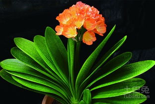 君子蘭開花后怎么養(yǎng)護