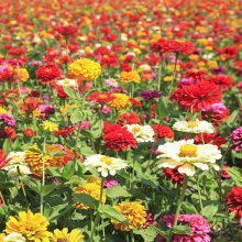 【批發(fā)百日草種子 百日菊種子 四季播種易活混色百日草種子庭院陽臺景觀花卉種子圖片】批發(fā)百日草種子 百日菊種子 四季播種易活混色百日草種子庭院陽臺景觀花卉種子