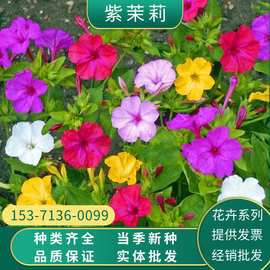 各綠化種子