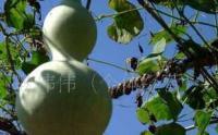 0優(yōu)質(zhì)葫蘆種子 花卉種子 綠色食品 高產(chǎn) 保質(zhì)保量[批發(fā)]_世界工廠網(wǎng)中國產(chǎn)品信息庫