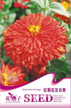 【供應(yīng)花卉種子紅菊花百日草彩包花卉種子批發(fā)花卉種子袋裝】沭陽縣新河鎮(zhèn)睿行苗木園藝場 - 產(chǎn)品庫