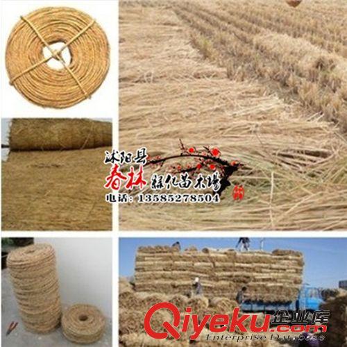 批發園藝稻草繩子 捆綁繩 打草繩 苗木及工廠產品包扎與防護-沭陽縣春林綠化苗木場提供批發園藝稻草繩子 捆綁繩 打草繩 苗木及工廠產品包扎與防護的相關介紹、產品、服務、圖片、價格沭陽縣春林綠化苗木場、綠化苗木;花木;盆景;花卉;草籽;草種;種子;彩色植物;竹類植物;喬木;灌木;攀援植物;草坪