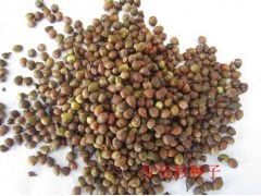 紅豆杉種子紅豆杉小苗優質紅豆杉小苗優質紅豆杉種子產品詳細說明