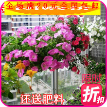 【名貴花種】_綠植園藝價格_最新最全綠植園藝返利優惠_一淘網