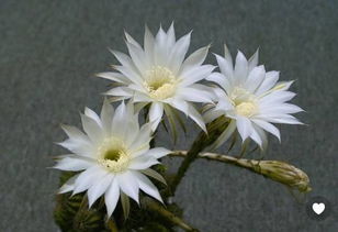 這是什么花