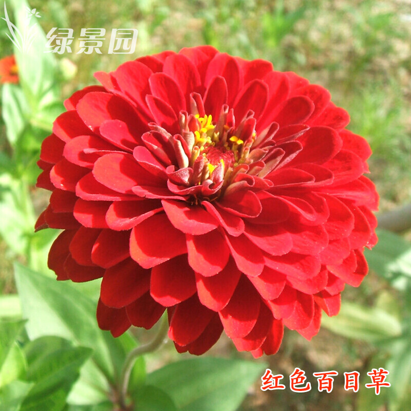 百日草花種子紅黃粉橙白色百日菊景觀花海花卉種子四季播易活 百日草白色1000粒+2包肥