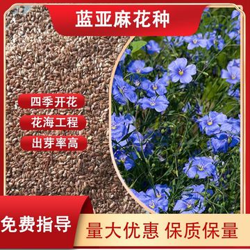 庭院陽臺(tái)多年生藍(lán)亞麻花籽盆栽花卉種子生態(tài)景觀花海工程用草花種