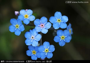 這是什么花 如果自己種的話要多長時(shí)間才能有這個(gè)現(xiàn)狀 求解
