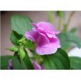 白鳳仙花種子 - 所有類別 - 亞馬遜
