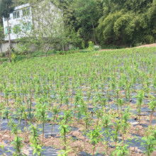 2019花卉種子種苗價(jià)格 報(bào)價(jià) 花卉種子種苗批發(fā) 第2頁(yè) 種子網(wǎng)