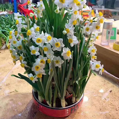 十種大毒花,家里經(jīng)常養(yǎng),越漂亮毒性越大,看看你養(yǎng)過(guò)幾種