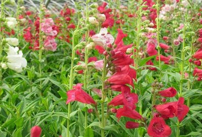 吊鐘柳種子 花卉種子 花海打造 菊花種子 潤(rùn)枝綠化