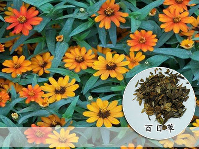 倒掛金種子適合在安陽(yáng)種植么-江蘇四海花卉種子