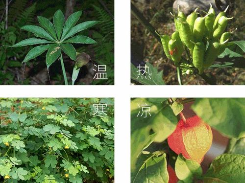 蝴蝶雨林探索,盡情探索農業(yè)的奇妙和樂趣