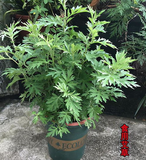 6種 厲害花 , 驅蚊 太潑辣,陽臺養(yǎng)一盆,蚊蟲無影蹤