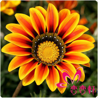 花種子易活四季開(kāi)花種籽勛章花種子 推薦