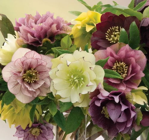 5種皮實(shí)花,越冷越水靈,外面天寒地凍,家里開(kāi)滿鮮花