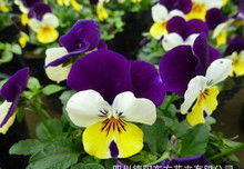 園藝花苗圖片
