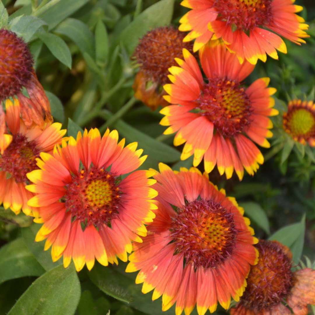 花卉種子 花環菊 三色花環菊 茼蒿菊 草花種子 廠家直銷圖片_高清圖_細節圖-酒泉康達農副產品專業合作社