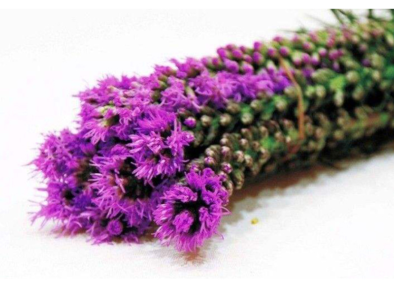 蛇鞭菊 多年生花期長的優(yōu)雅花卉