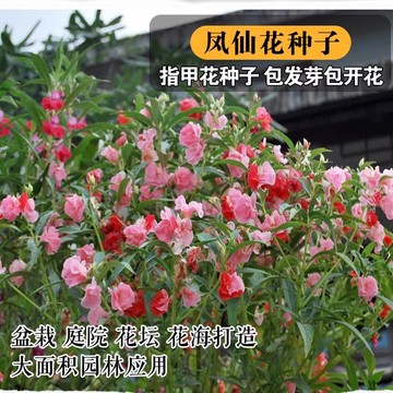 鳳仙花——陽臺(tái)盆栽與景觀綠化的優(yōu)雅之選