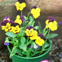 津沽園藝小蝴蝶花與小角堇種子 復(fù)色花卉種植指南與購買信息