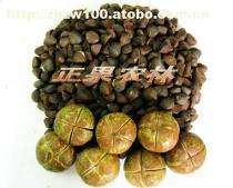 工廠綠化設(shè)計(jì)施工與苗木供應(yīng)全解析