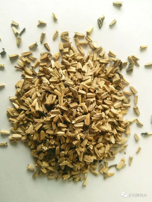 40多種打造花海花田的花卉種子，你認(rèn)識(shí)幾種？