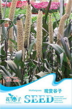 最新最全谷子種子與花卉種子產(chǎn)品參考信息指南