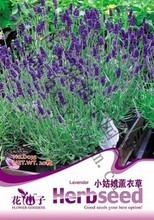 熏衣草植物盆栽 從選購(gòu)種子到養(yǎng)護(hù)全攻略