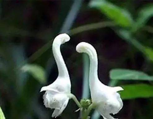 世界上100種奇花: 你一定沒見過的奇異花卉種子