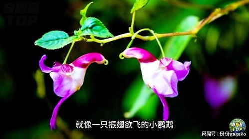 十種酷似動物的花卉 小小花朵竟能將動物模仿得惟妙惟肖